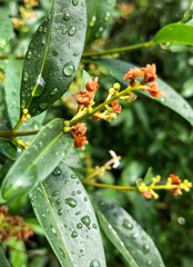 water drops on the leaves of a plant