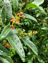 rain drops on a leaf