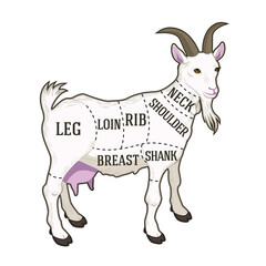 vector butcher diagram guide for cutting goat