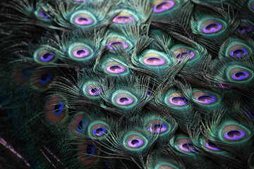 Plumaje y plumas de un pavo real macho