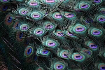 Plumaje y plumas de un pavo real macho