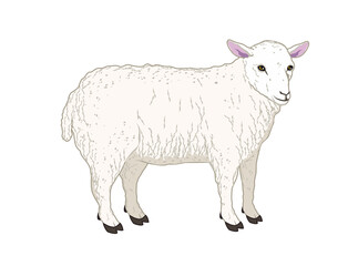 vector illustration of a sheep