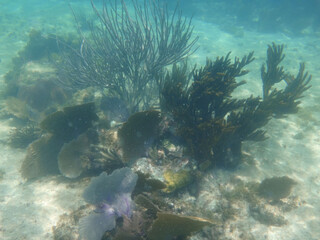 Fototapeta na wymiar arrecife de coral en aguas calidas