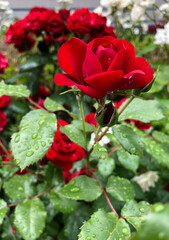 red rose in garden