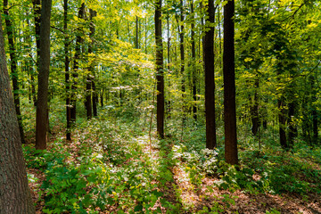 emperate Rainforest Moldavian Landscape. Beautiful view of the forest