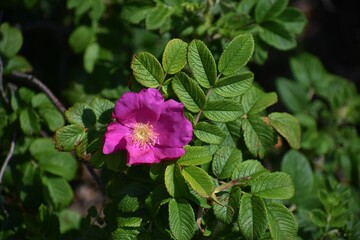 Pink flower of Rosa rugosa, in the garden.