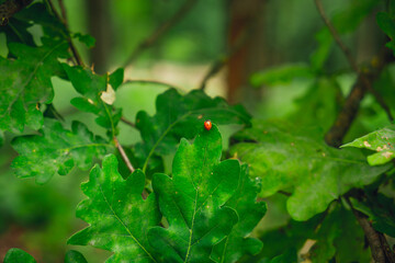 Oak branch with green leaves. Young foliage on a tree and ladybug