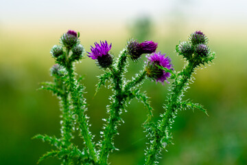 Spring Thistle with morning dew