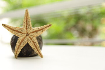 Fototapeta na wymiar starfish on candle