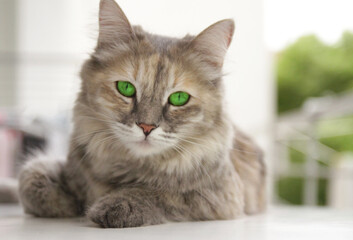 Fototapeta na wymiar cat with green eyes