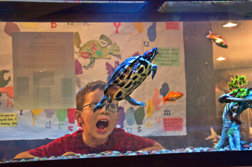This 6 year old Caucasian boy is surprised a this swimming red-eared sided turtle swimming close by in an aquarium.  Image is taken through the glass.