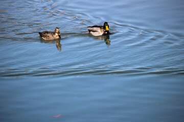 Pareja de ánades reales (Anas platyrhynchos) Macho y hembra nadando en un río 