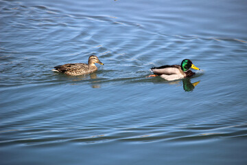 Pareja de ánades reales (Anas platyrhynchos) Macho y hembra nadando en un río 