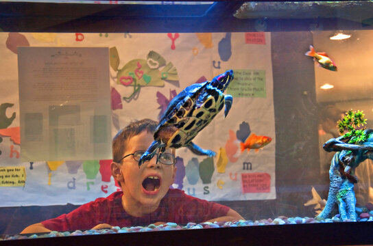 This 6 Year Old Caucasian Boy Is Surprised A This Swimming Red-eared Sided Turtle Swimming Close By In An Aquarium.  Image Is Taken Through The Glass.