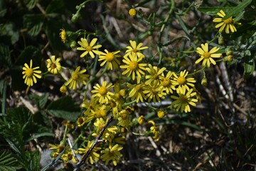 Yellow flowers of Senecio inaequidens, known as narrow-leaved ragwort.