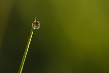 Drop of morning dew on a blade of grass