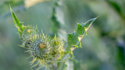 Arctium lappa. Weed plant, which is used in medicine, and cosmetics