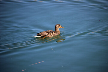 Hembra de ánade real (Anas platyrhynchos) nadando en un río 