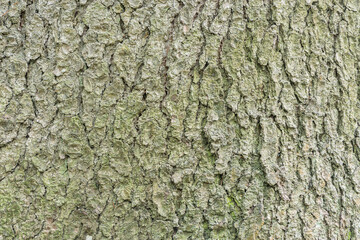 Spruce tree bark texture. Surface of the old tree trunk.