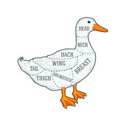 vector butchers diagram guide for cutting duck
