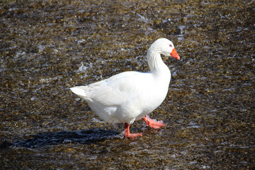 Ganso blanco (Anser anser domesticus) en el río 