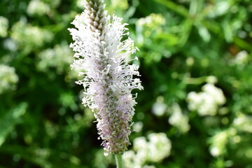 close up of a white lilac flower