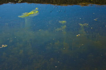 green algae at the bottom of a canal