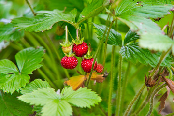 Nahaufnahme vier kleiner roter Wilderdbeeren