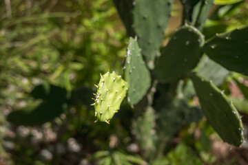 Close up look at a nopal 