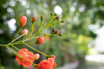 The caesalpinia pucherrima has such vibrant color flowers even the buds are colorful