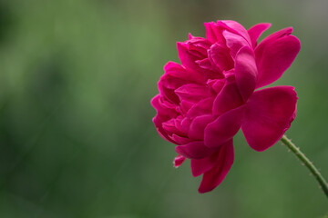 An explending green background with a rose in front