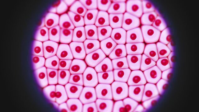Animal or human eukaryotic cell structure movement. Microscope view with black frame or vignette. Cells with membrane. Medicine and Biology footage. Disease treatment. Scientific Cellular 4K Animation