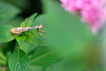Praying Mantis on Leaf