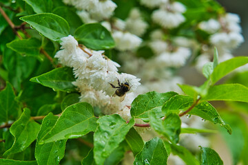 Nahaufnahme einer Hummel beim Bestäuben eines Gartenjasmins