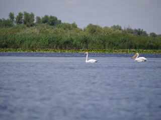 Danube Delta