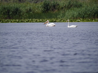 Danube Delta