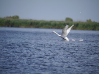 Danube Delta