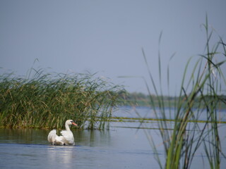 Danube Delta