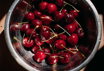 red cherries in a steel dish. Fresh berries from the garden