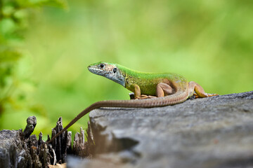 European green lizard (Lacerta viridis) sunbathing in the morning