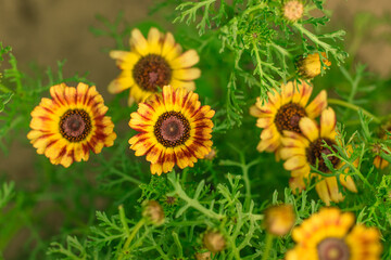 Macro photo nature blooming yellow flower Rudbeckia. Image blooming sunflower daisy flowers. Background texture plant Rudbeckia flower, coneflowers, black-eyed-susans