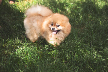 The orange Pomeranian stands on the green grass with its mouth open and its tongue hanging out with a sly look