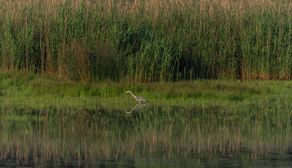 Duck and herons on pond near Lednice town in spring sunny morning