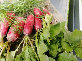 radish red fresh vegetable garden summer fresh