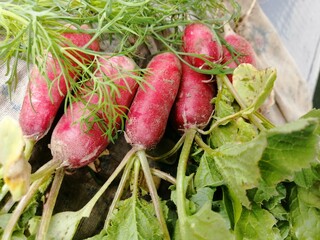 radish red fresh vegetable garden summer fresh
