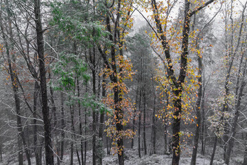 Autumn trees with creek in background