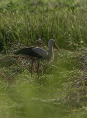 Stork on summer field with green grass and hay