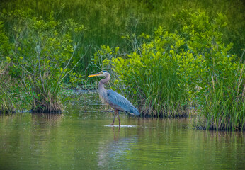 Great blue heron at the wetlands