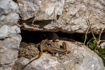 Two common wall lizards mating	