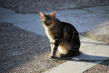 Retrato de un gato callejero con los ojos verdes